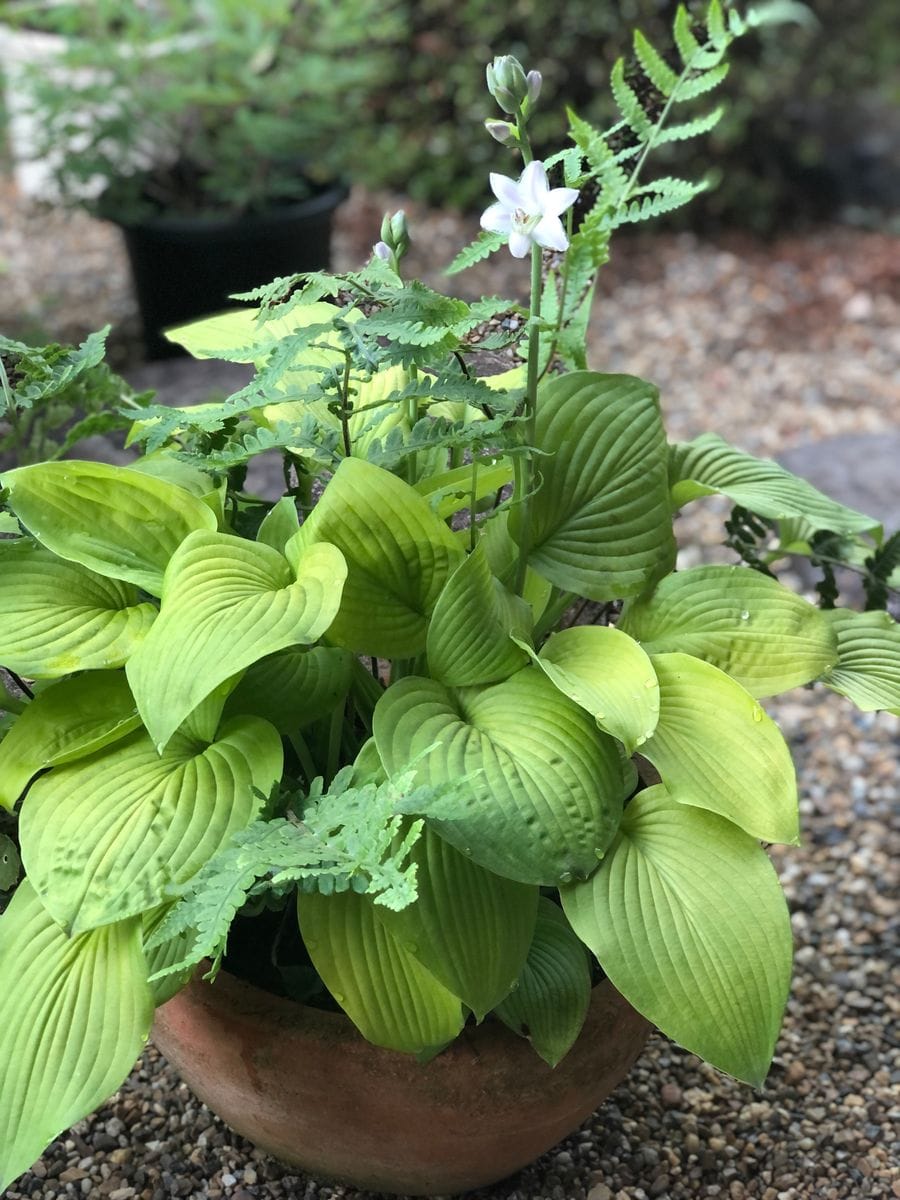 みどりの花束💐  寄植えみたいでしょ。(o^^o)