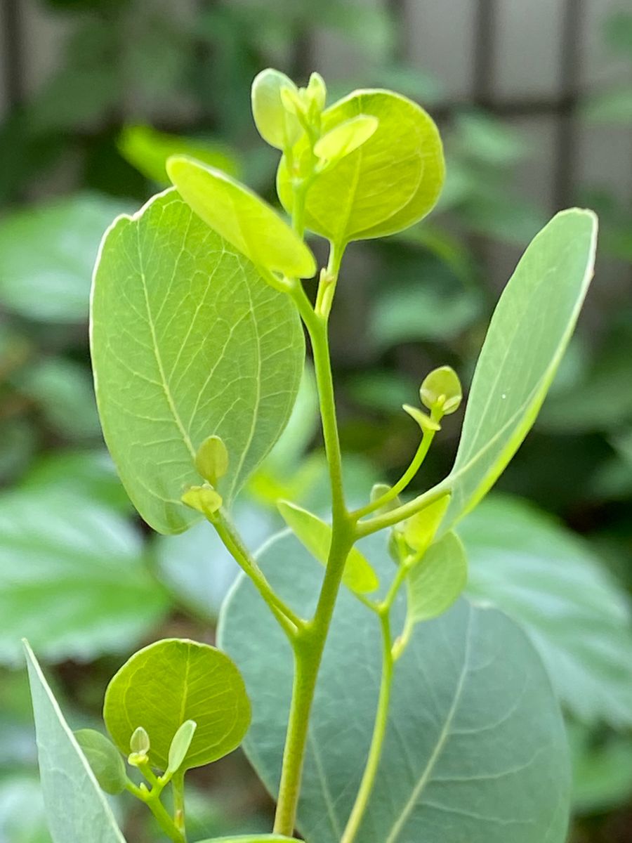 ユーカリポポラス 可愛らしい新葉がいっぱい🌱