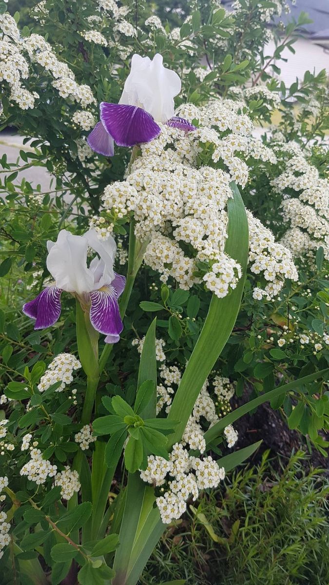 ユキヤナギの写真 by 猫あじさい この冬植えた雪柳が今頃満開で、 これもこのはるいし