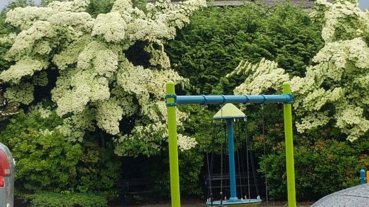 公園のヤマボウシ  桜並みにわさわさいっぱいの花付き クリーム色がかった白が全面、