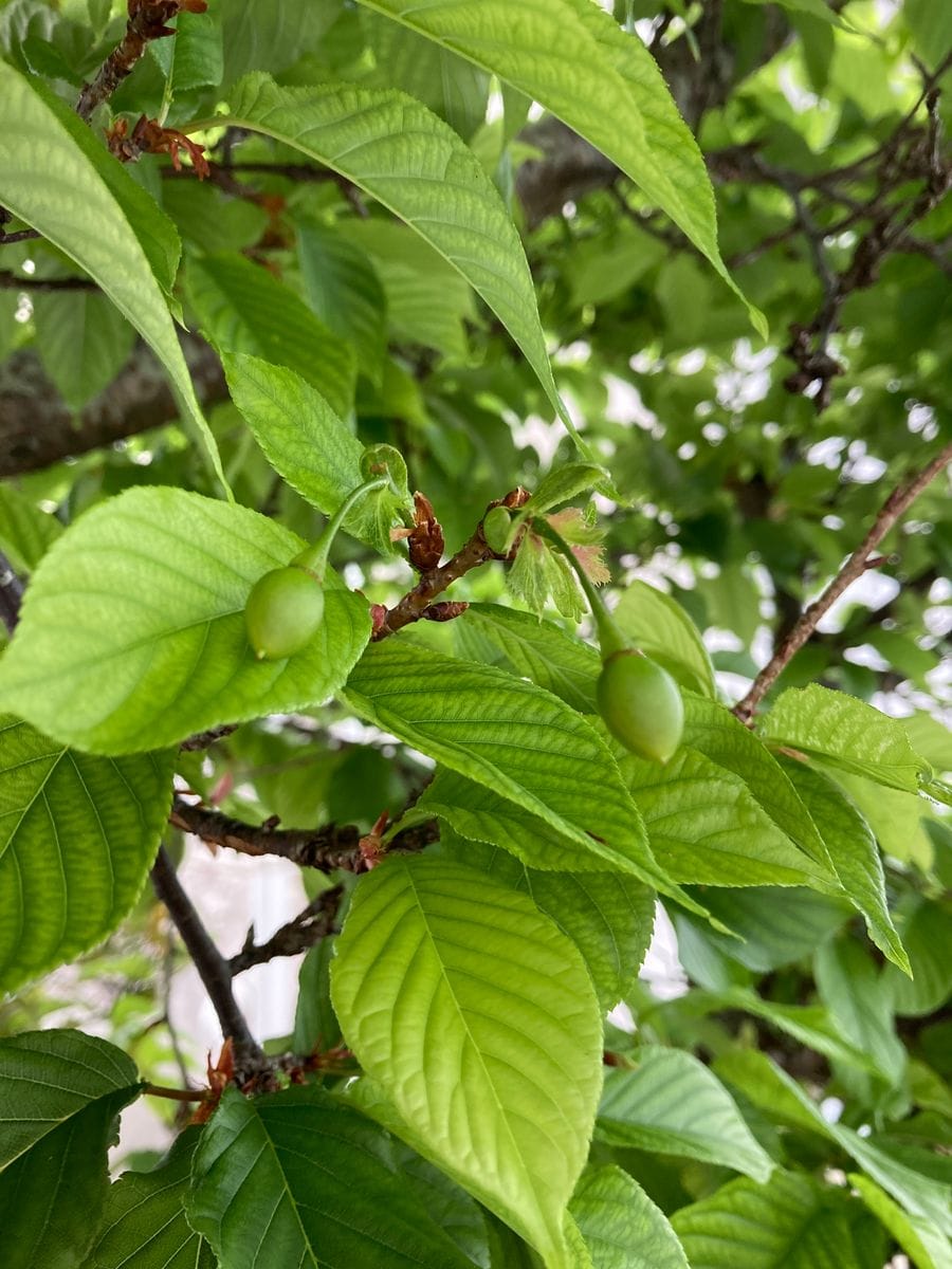 寒緋桜の実、赤く熟したらヒヨドリが寄ってきますヨ。