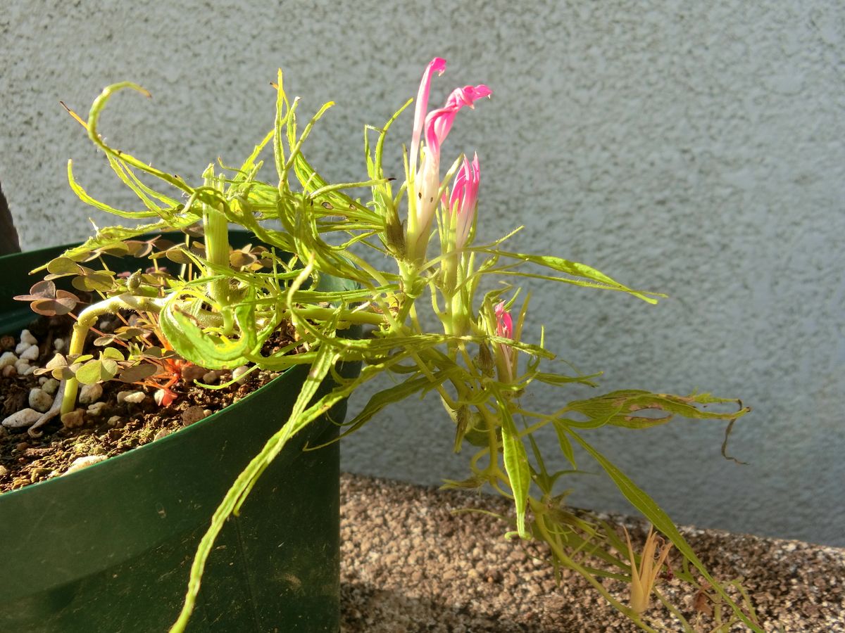 10.26葉の脇からつるや葉、そこに花芽が着いたため様変わりしてます。