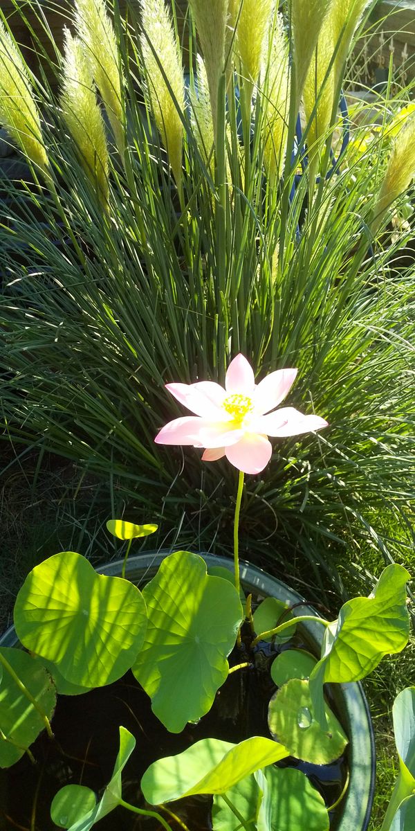 蓮🌿桃一重 早朝開きました✨