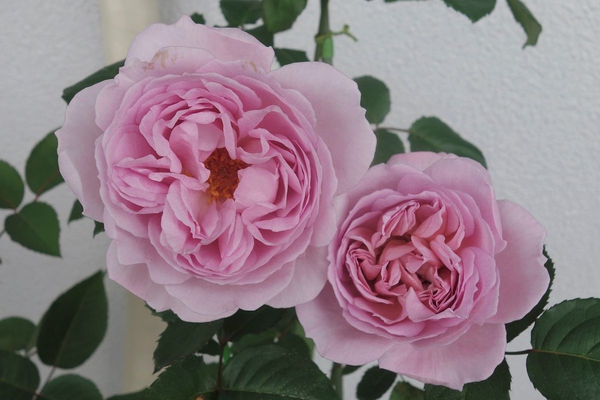 カレン切り花品種なのでしっかりお花は バラ 薔薇 ローズ のアルバム みんなの趣味の園芸