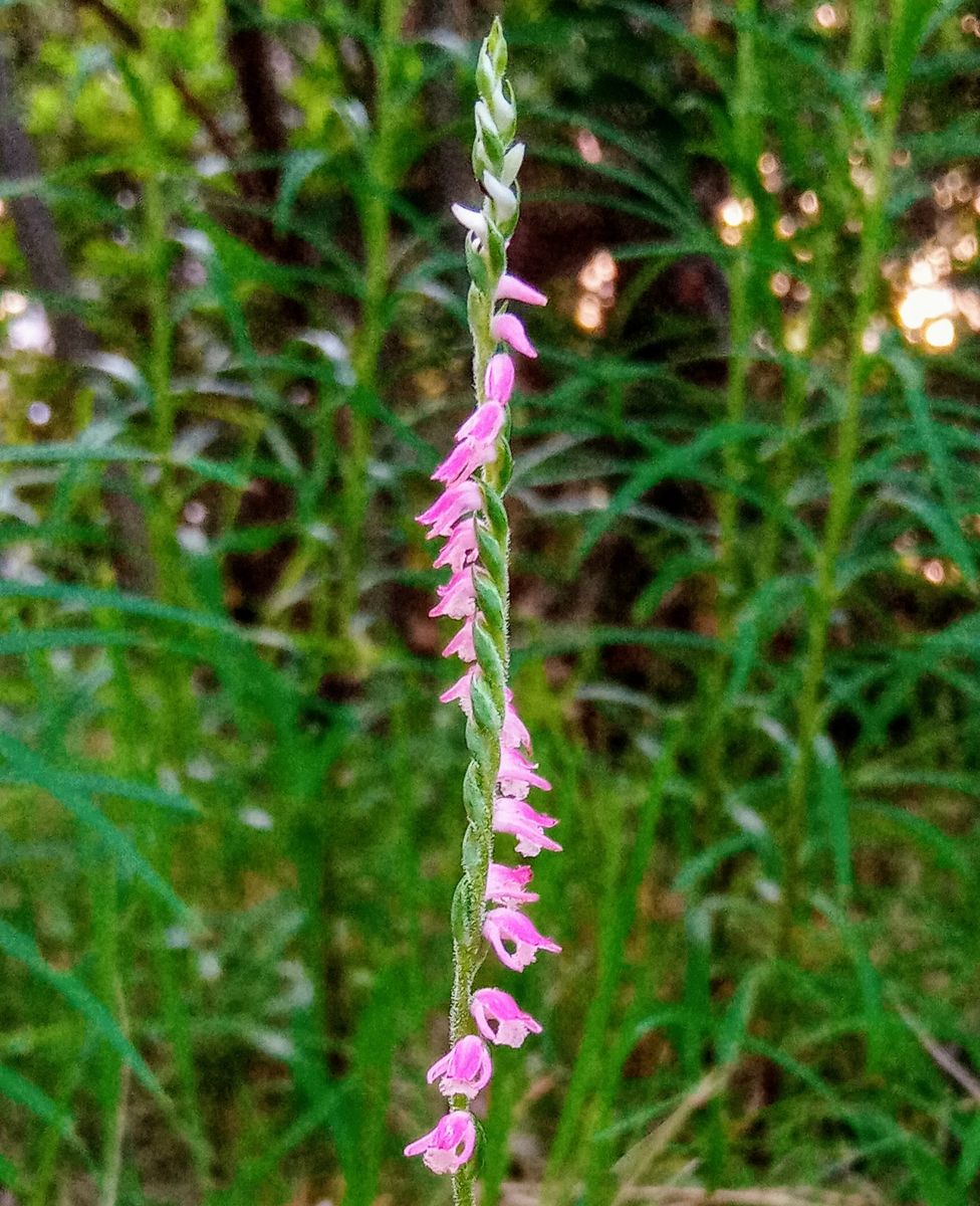 自宅の芝生の中に初めてネジバナを発見 買って鉢植えにしても育たないのに野生で芝生