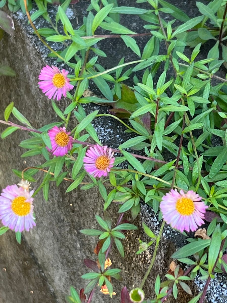 エリゲロンの写真 by モエちゃん エリゲロン 源平小菊  家紋から 夫は源氏の末裔 私は