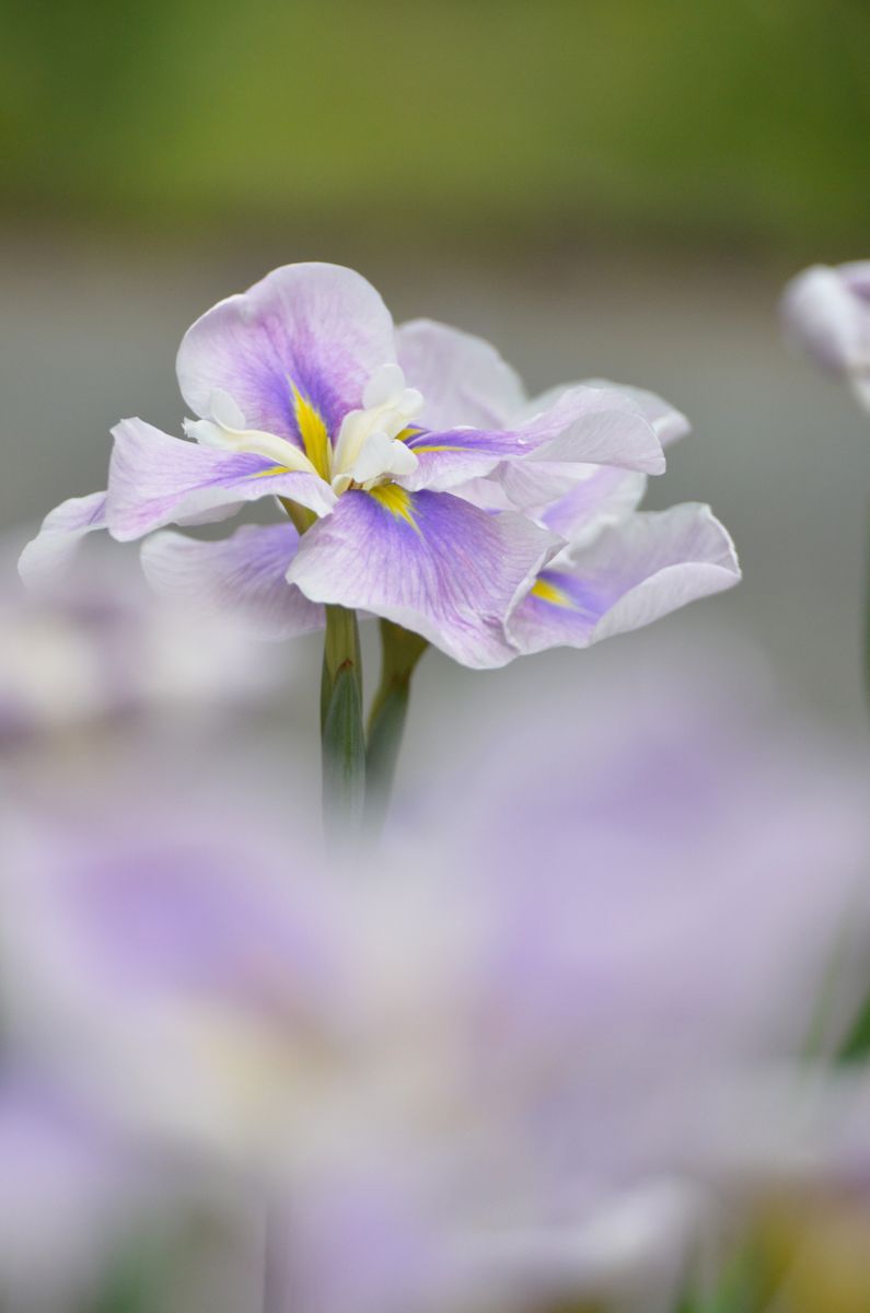 ハナショウブの写真 by としほ2 亀山公園の花菖蒲です。 前ボケを入れてみました☺️