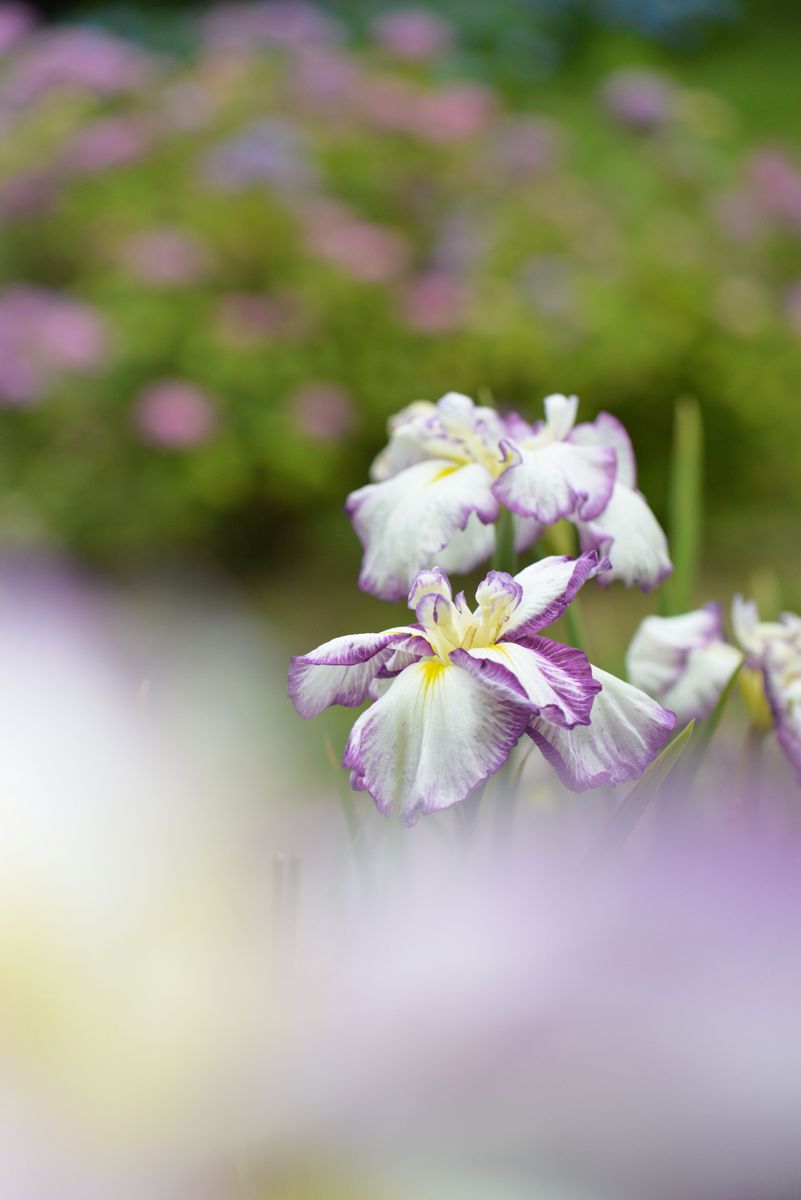 ハナショウブの写真 by としほ2 亀山公園の花菖蒲です☺️