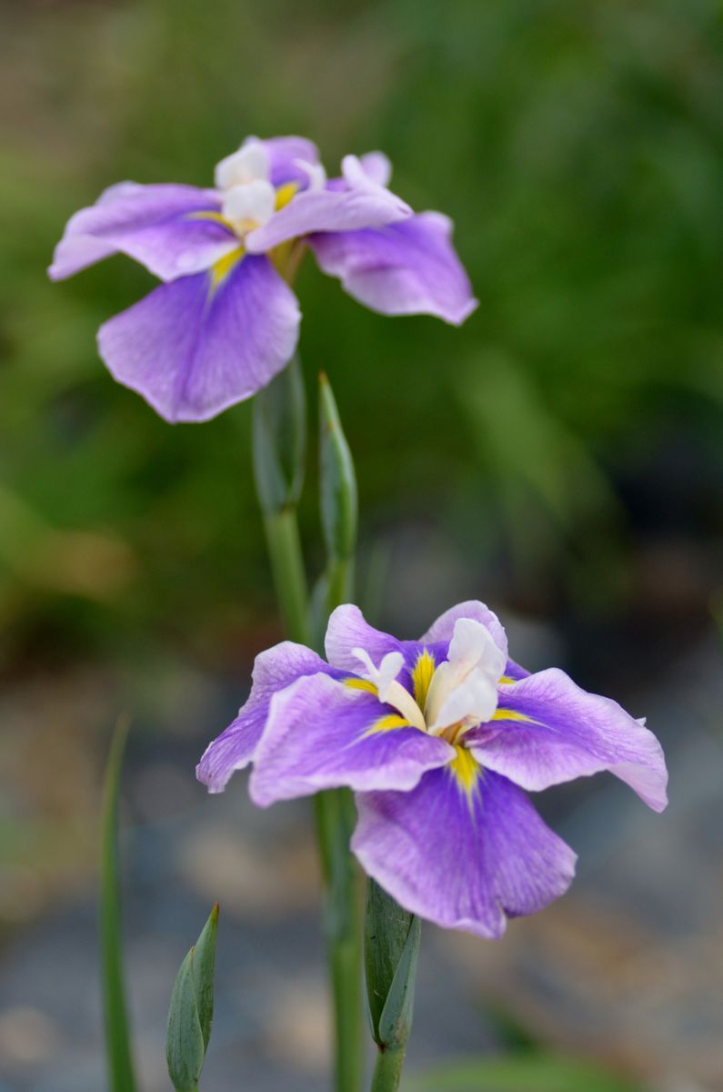 ハナショウブの写真 by としほ2 近くの公園の花菖蒲☺️