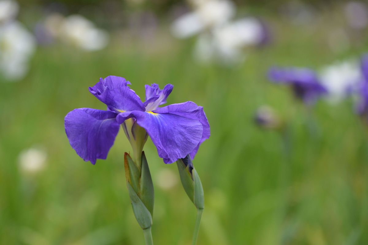 ハナショウブの写真 by としほ2 亀山公園の花菖蒲です☺️。