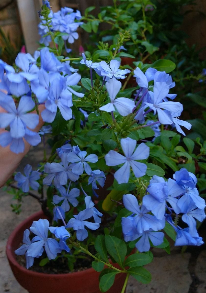 ルリマツリ 鉢植えですが良く咲きます🌸