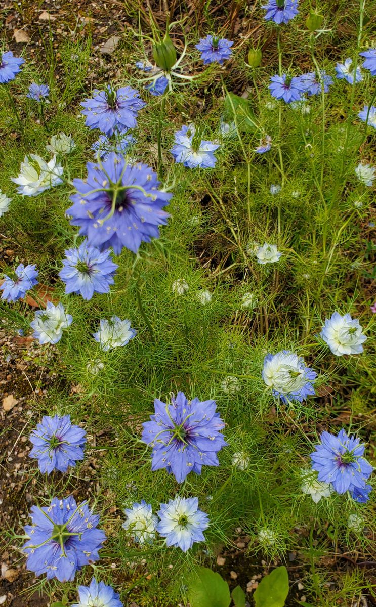 主人の田舎。 可愛いお花がいっぱい咲いていました♪ ｢クロタネソウ｣って言うそうです