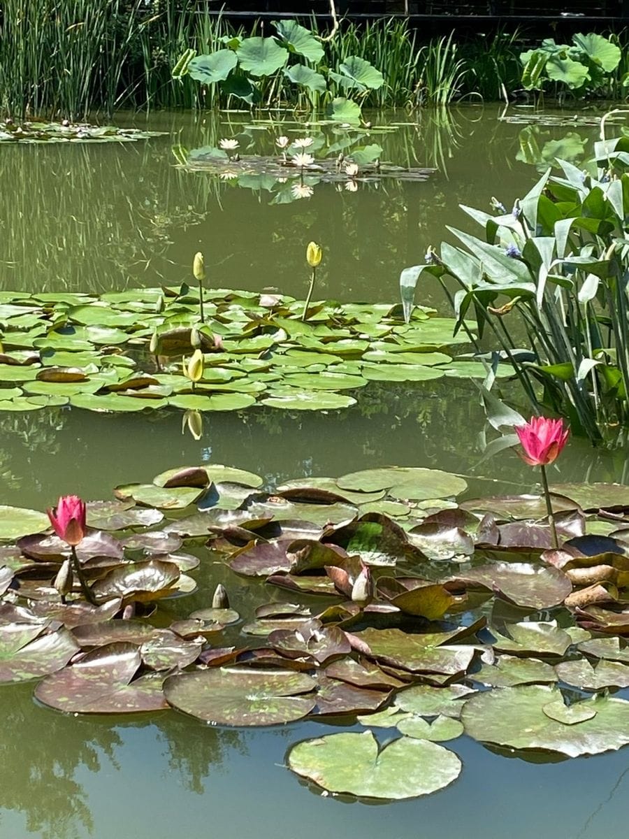 ハスの写真 by マナ 浜名湖ガーデンパーク【モネの池】の睡蓮達❣️  2021年6月10日