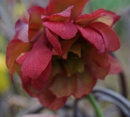 サラセニアの写真 by TokaiITO サラセニアの中には八重咲の花があります。花弁がたく