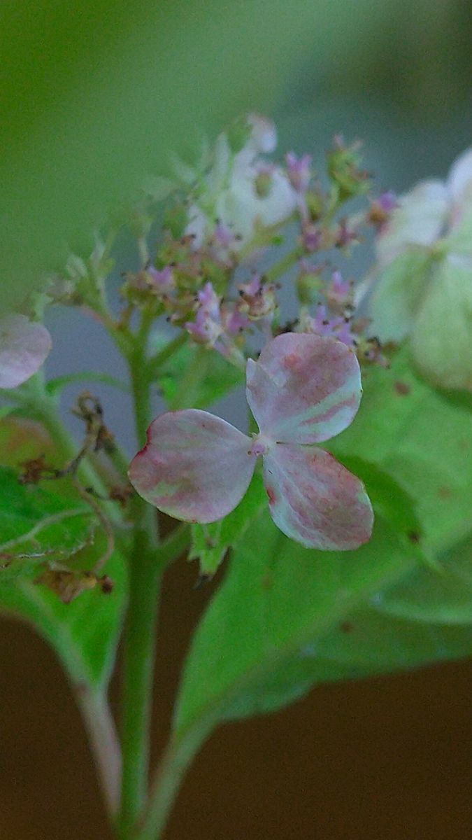 無名の絞り咲きのヤマアジサイ、装飾花に絞りが入っています。