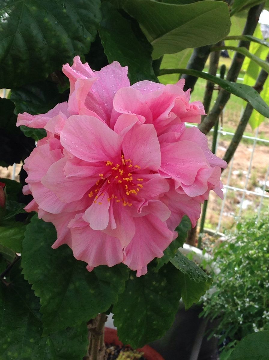 ハイビスカスの写真 by マナ    ハイビスカス ピンクの八重咲き      ２０１４年 ８月