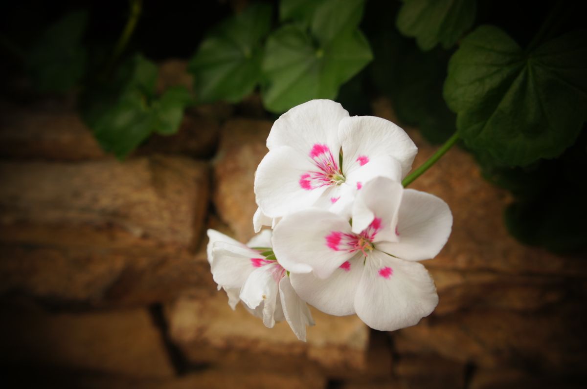 白に赤 可愛い花 名前不明 岩手県立花きセンター のアルバム みんなの趣味の園芸