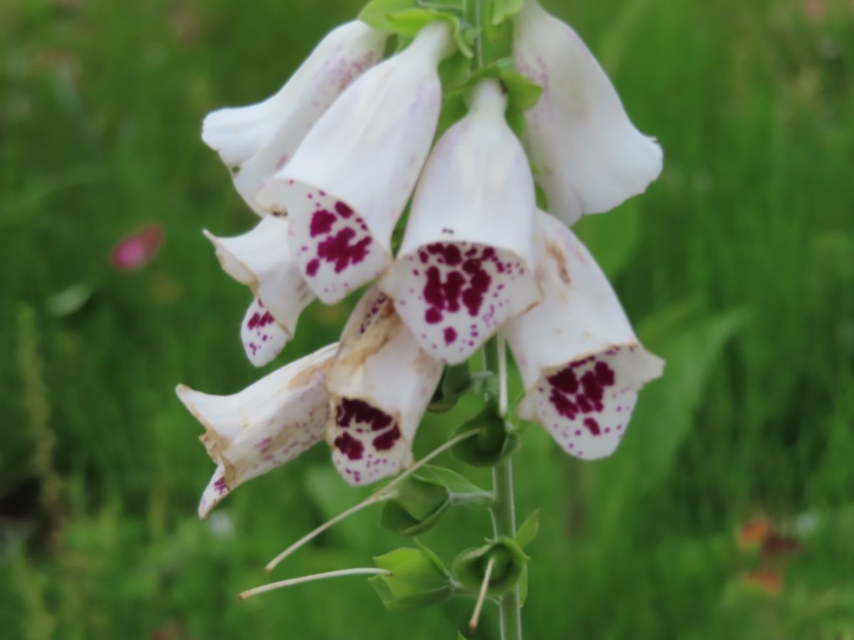 ジキタリス‼️ 草姿や花の形に 独特な魅力あり👀😊