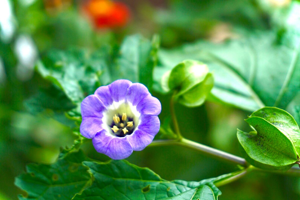 クロホオズキのお花です