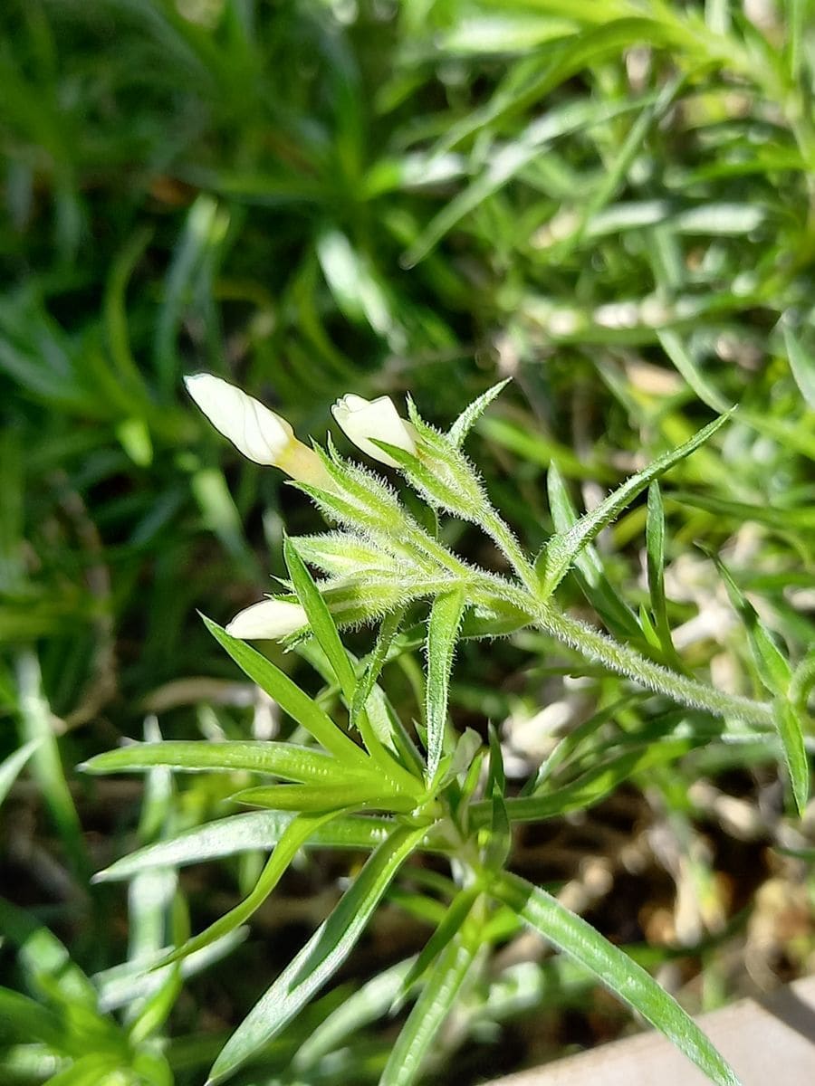 シバザクラ（芝桜）の写真 by yonemura 芝桜 白い花が咲いていました🎵 季節ハズレ⁉️