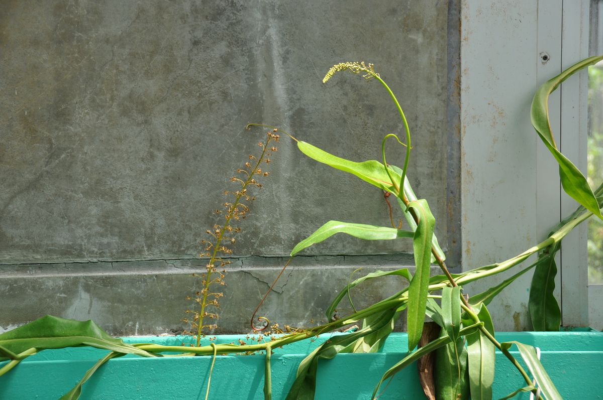 地味にウツボカズラのお花が咲いてました～。（21.6.20）