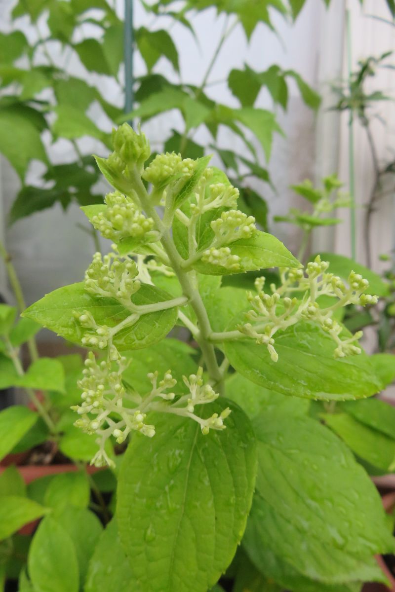 ノリウツギ、蕾が出来ました。開花が楽しみ～～！！