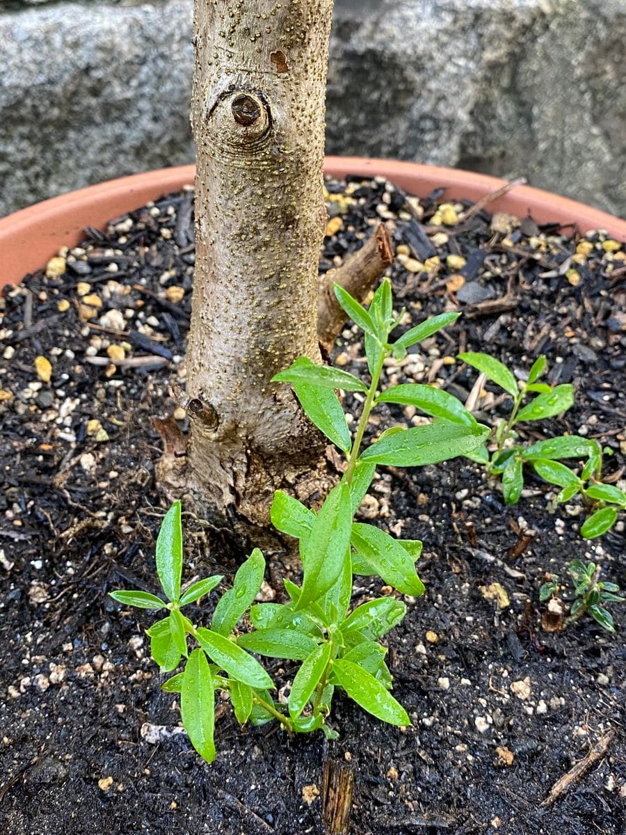 オリーブの写真 by ころちゃんの庭 オリーブの木の根本から新芽が出てきました🌱 小さ