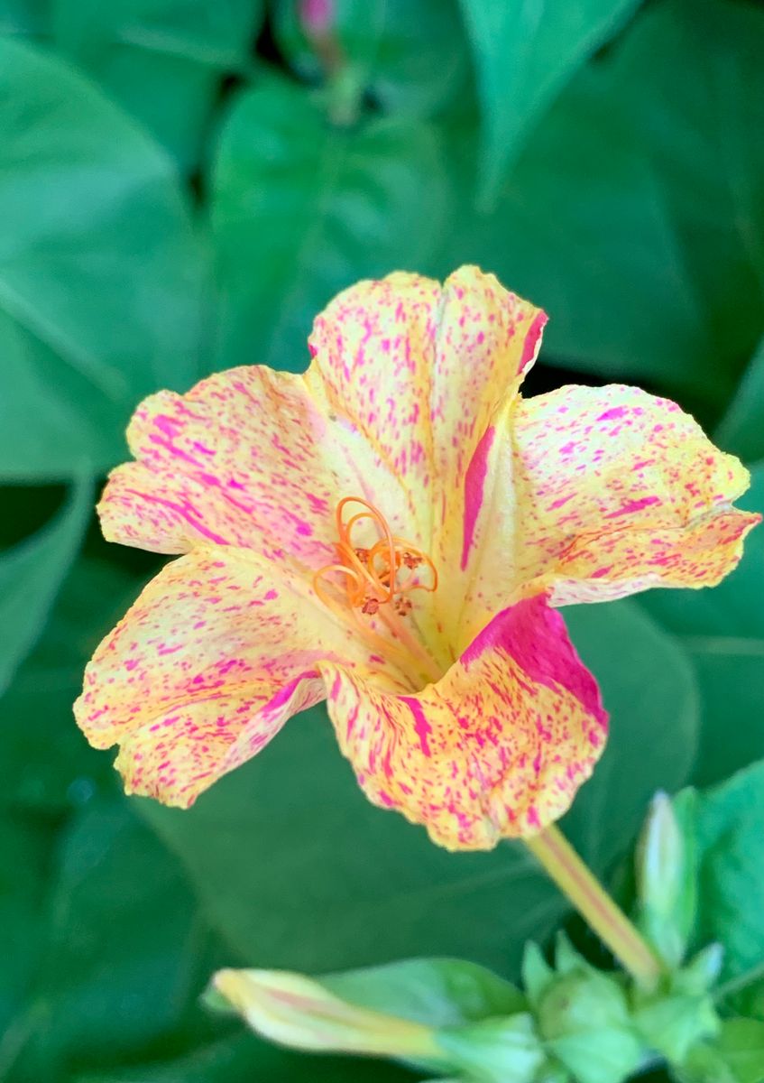 『真夏でも元気な花👒オシロイバナ』〜庭花〜  雄蕊の雌蕊も凄くキレイです💠