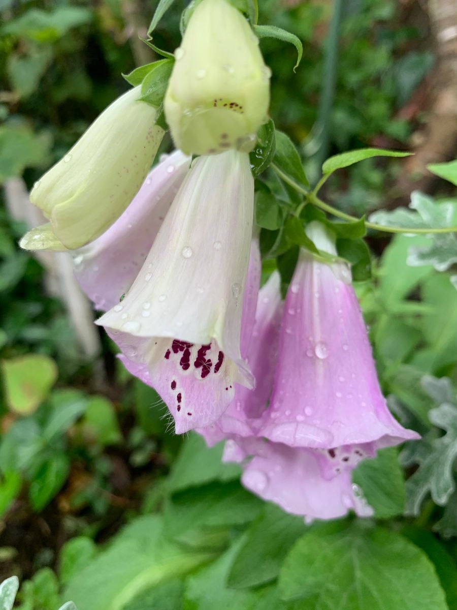 ジギタリスの写真 by てんし 『ジギタリス👒脇芽から開花』〜地植え〜  季節的に花咲く