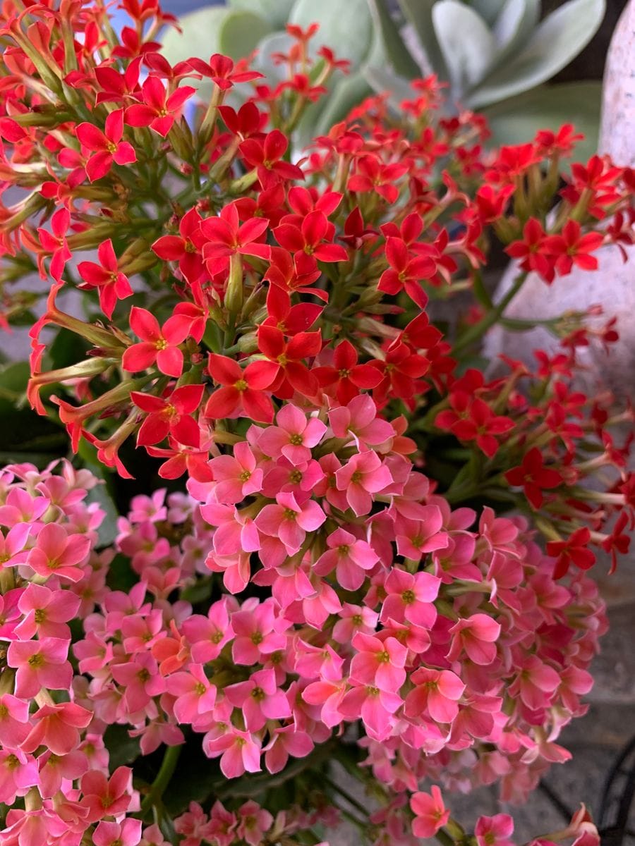 カランコエ（鉢花）の写真 by てんし 『カランコエ』🏘室内のお花🏘  小さなお花ですが