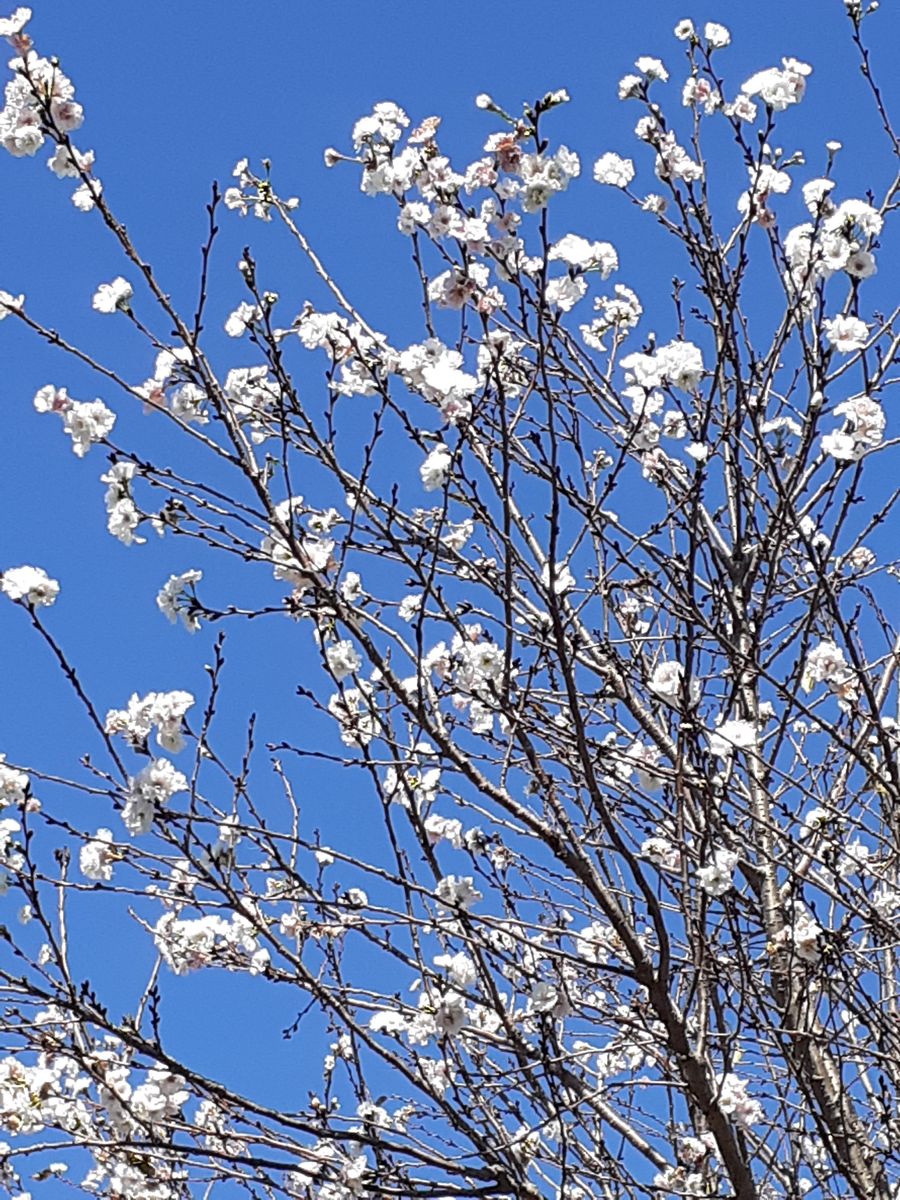 サクラの写真 by ドリハナ子 子福桜 昨日の様子 青空の下満開です。二季咲きの桜です