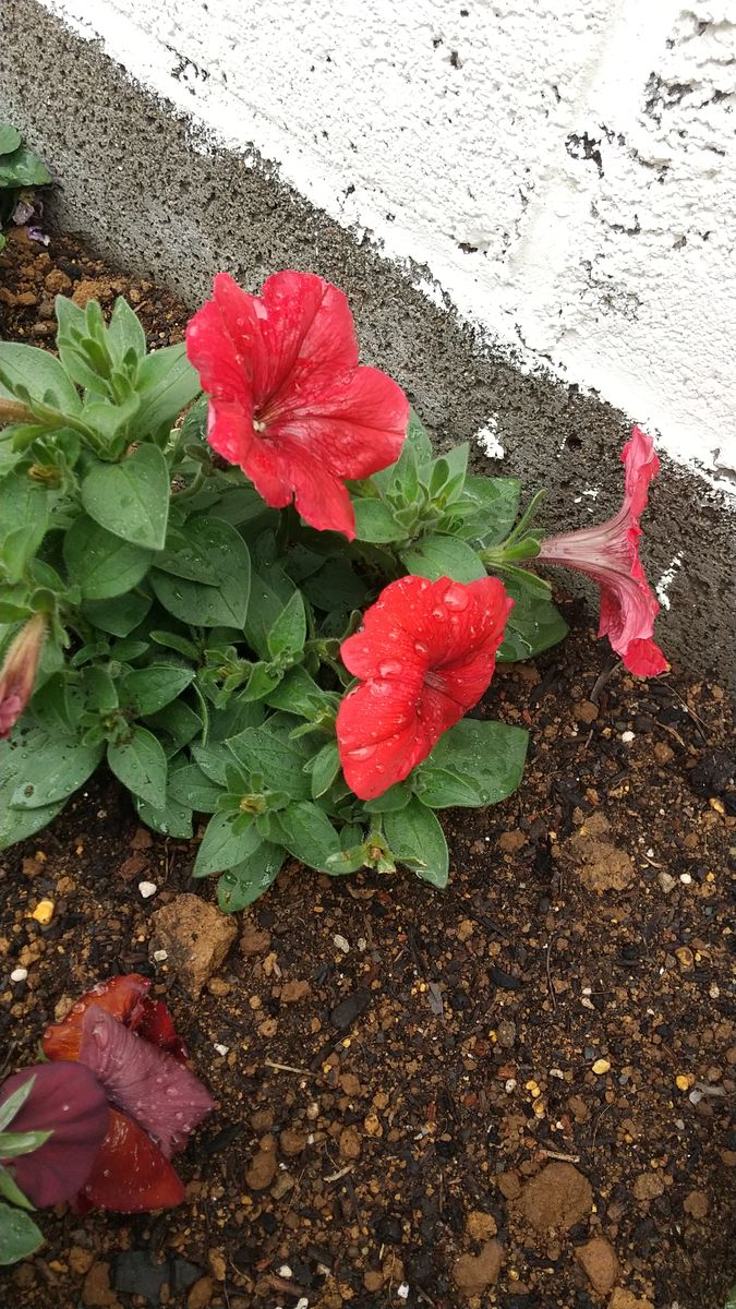 やはり大好きなんです🎵 赤いペチュニア 今年の花壇は 赤いペチュニアで 埋めたい❗️( ≧