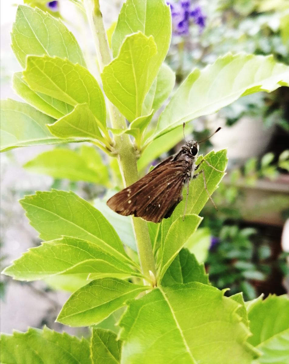 どの虫さんも デュランタ宝塚がお好き🤗