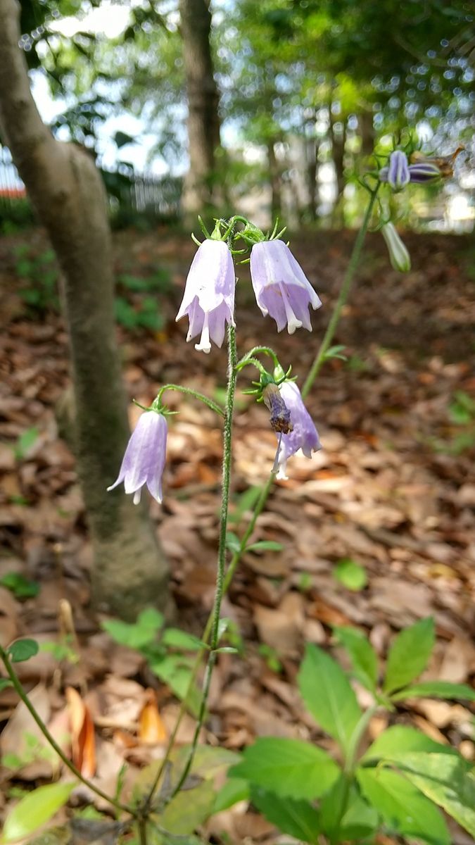 森の中で咲くツリガネニンジン💜