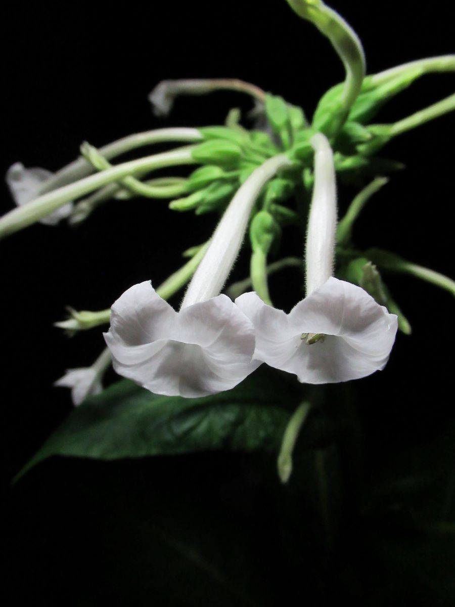 闇夜に浮かぶ白い花🌺 夜に本領を発揮する植物は、憂鬱な熱帯夜も楽しく彩ってくれます