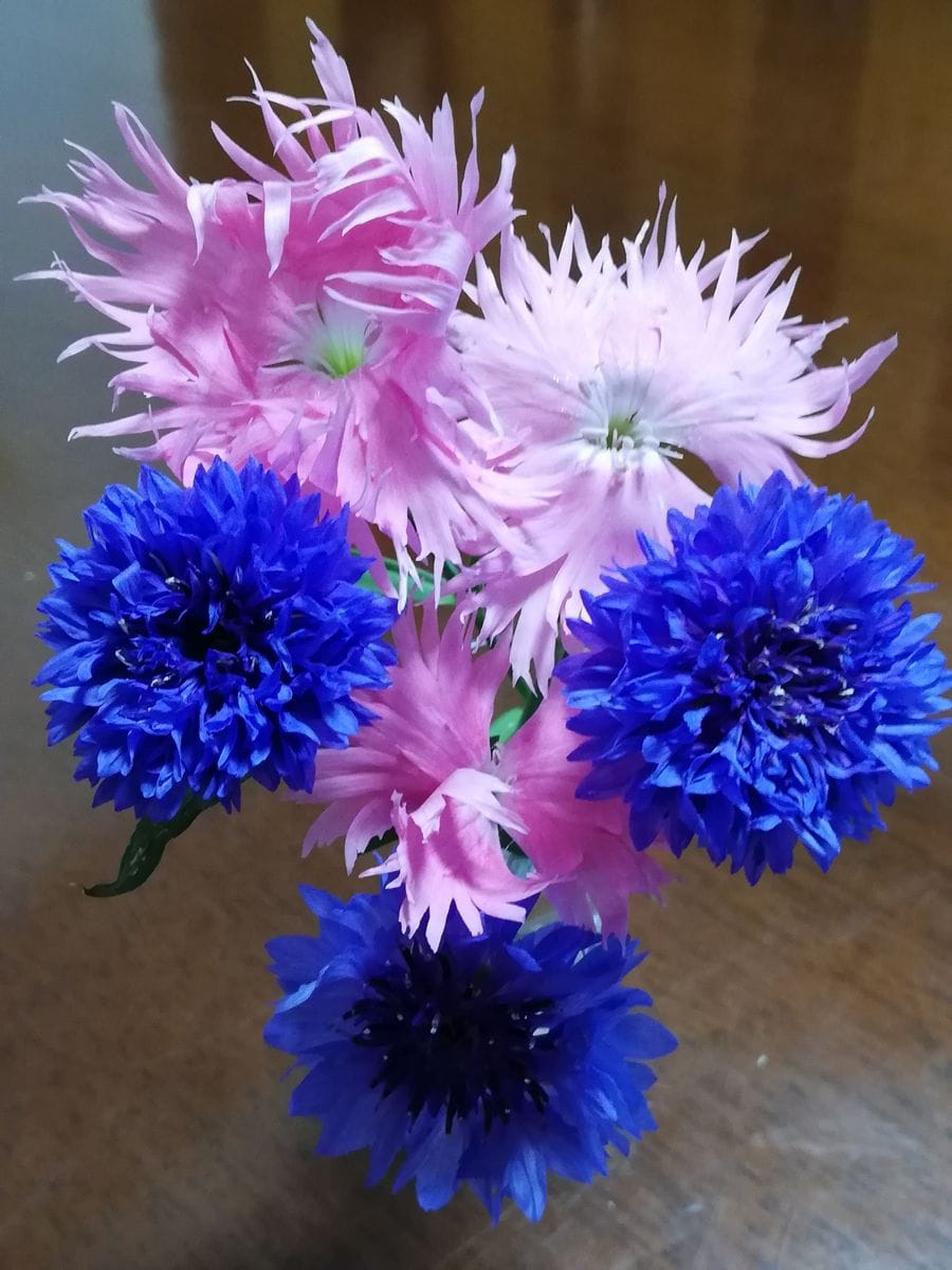ナデシコ Amp ヤグルマソウ紫色のポンポン 花とバタフライガーデン のアルバム みんなの趣味の園芸