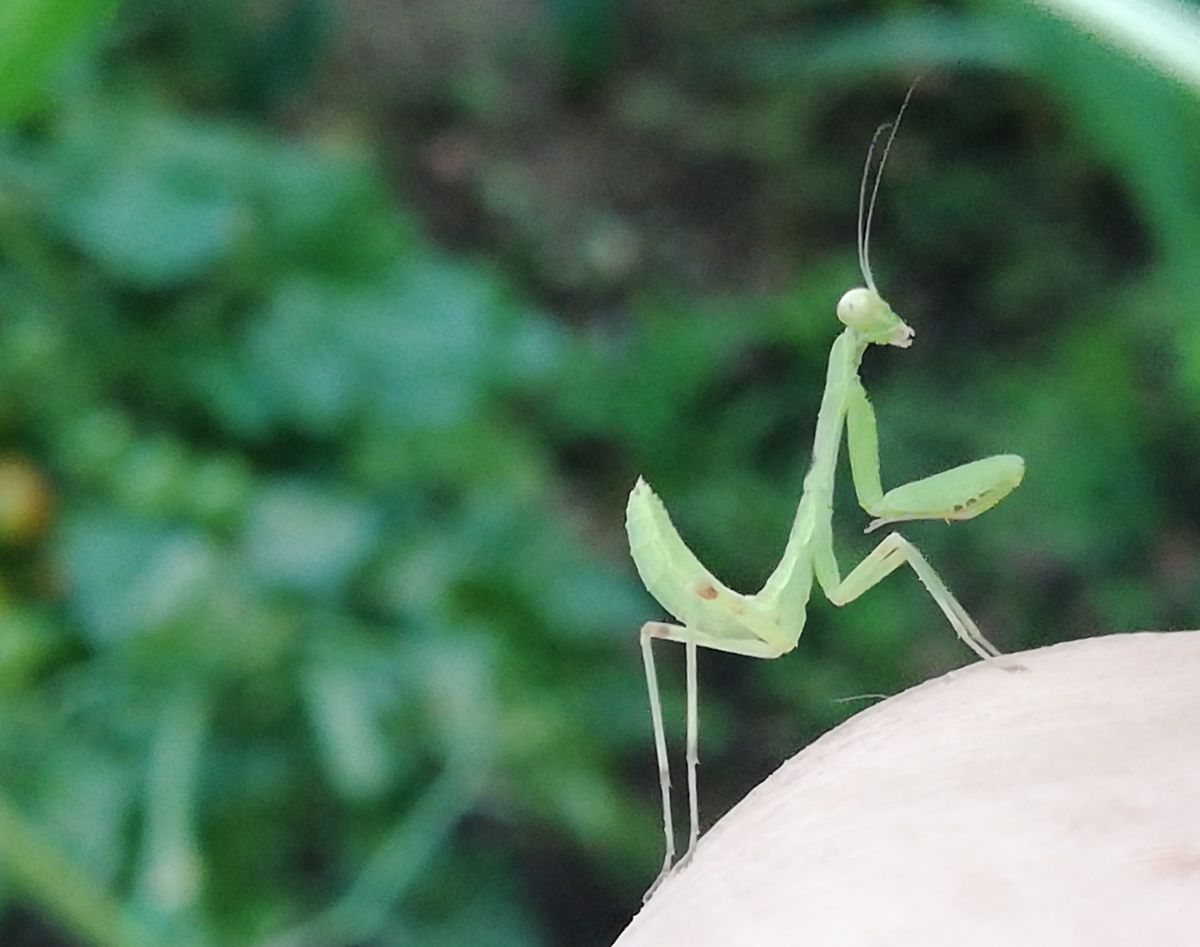 ハラビロカマキリ💚 肘に止まりました。