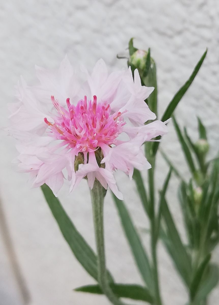 矢車草💖 暑さに負けていません。