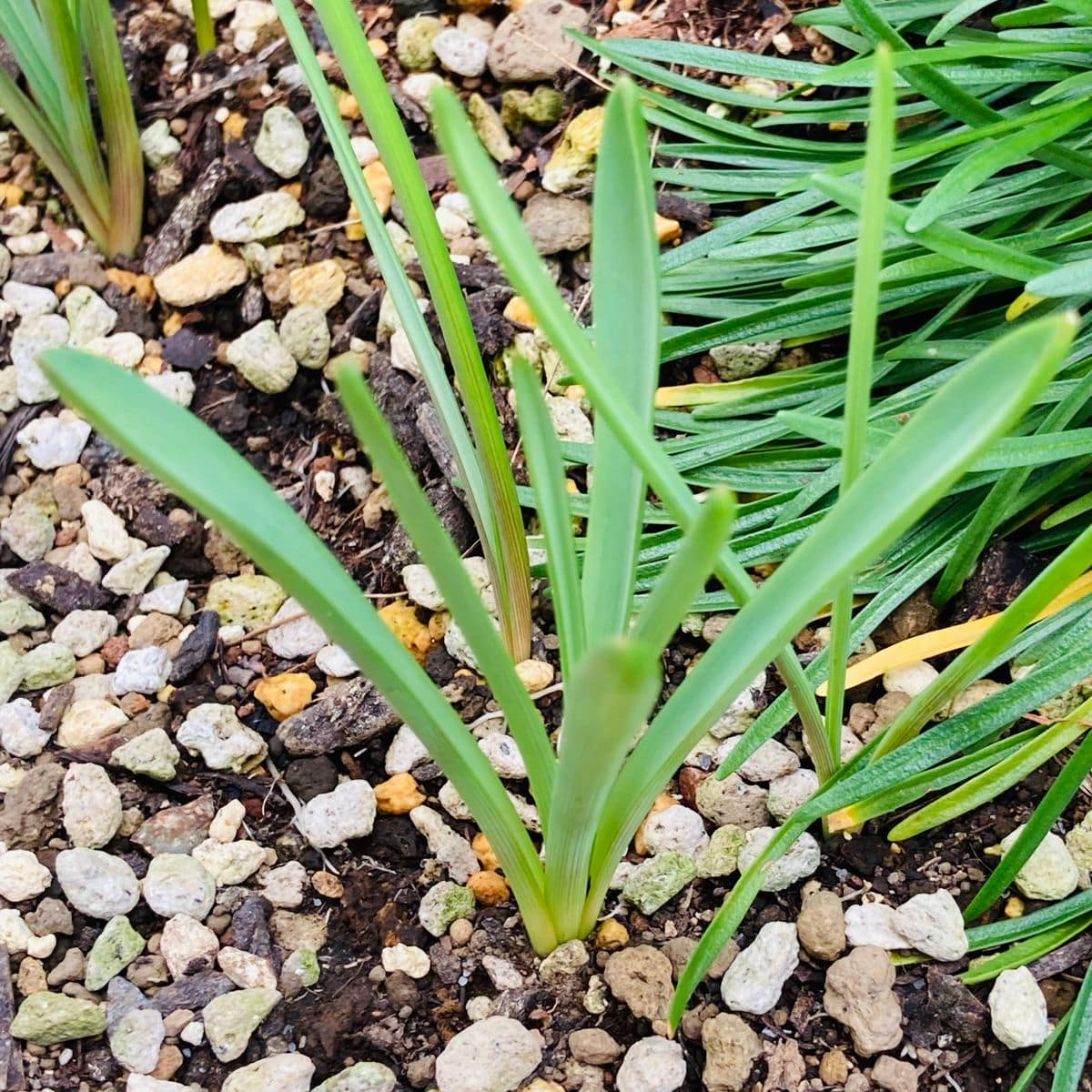 ムスカリの写真 by masaさん ムスカリ 早くも芽🌱が伸びて来ています‼︎  #Muscari