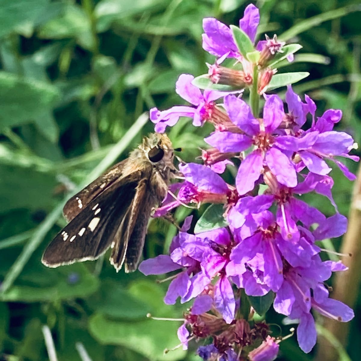 ミソハギの写真 by masaさん ミソハギ  #Lythrum anceps