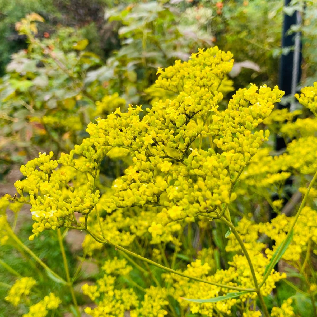 オミナエシの写真 by masaさん オミナエシ  #Patrinia scabiosifolia