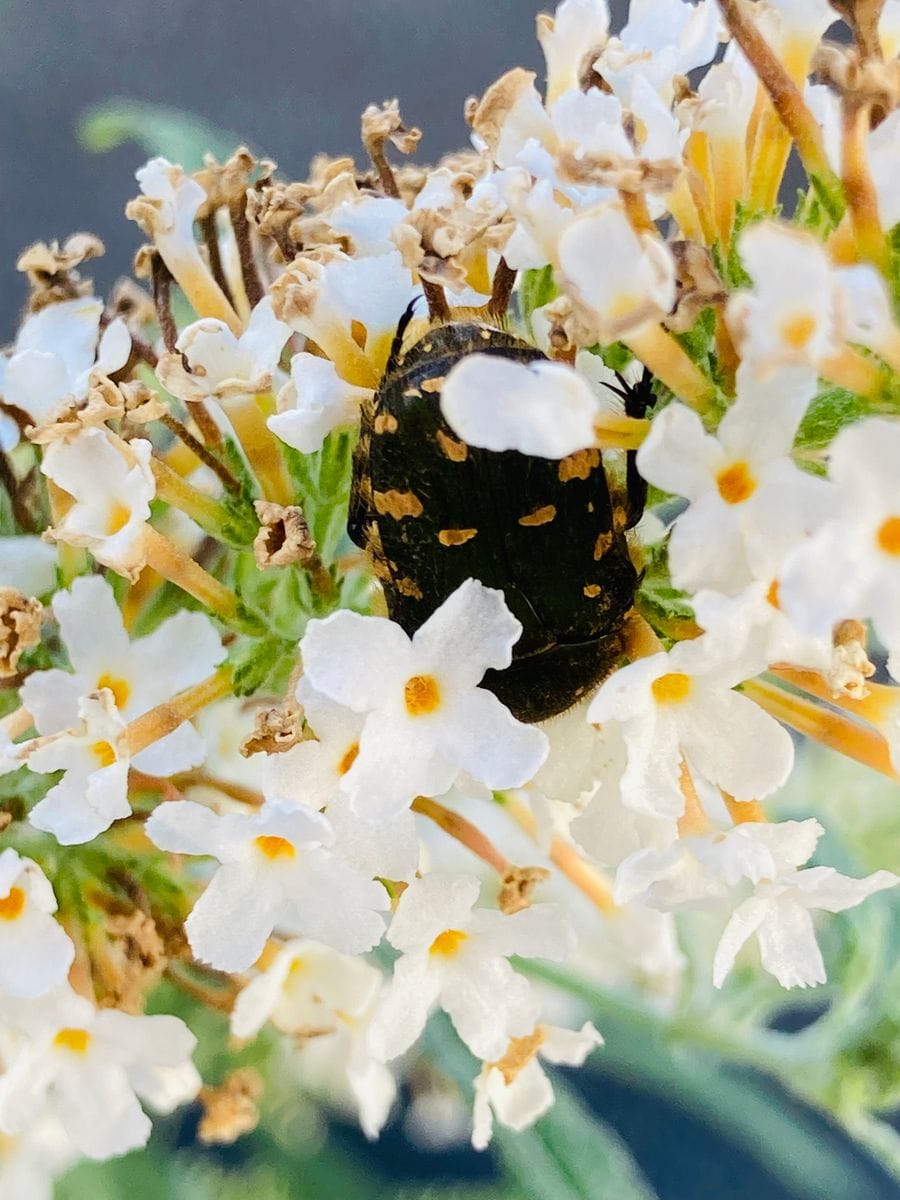 ブッドレア・サマーバードホワイト  # Buddleja davidii