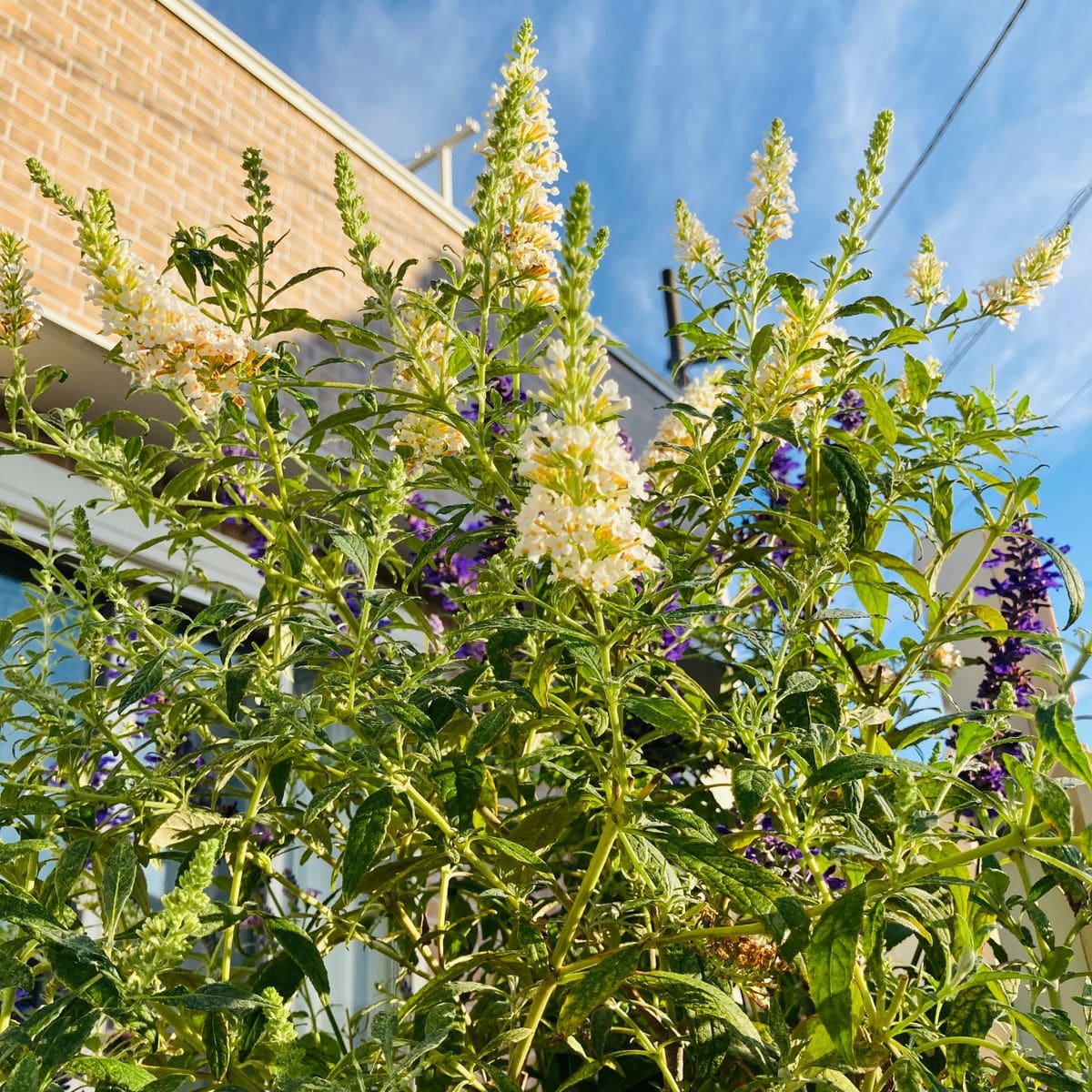 ブッドレアの写真 by masaさん ブッドレア・サマーバードホワイト  #Buddleja davidii