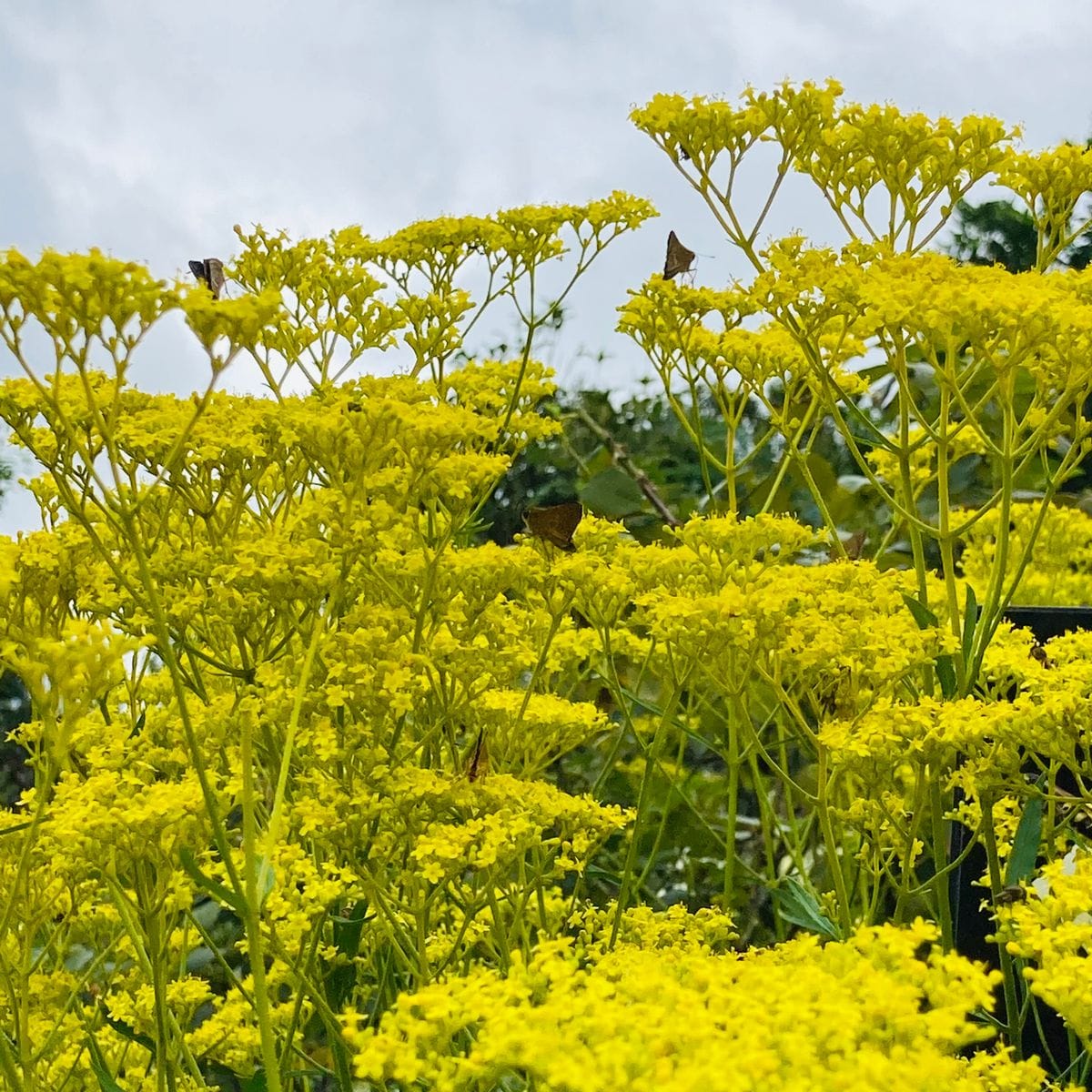 オミナエシの写真 by masaさん オミナエシ  #Patrinia scabiosifolia