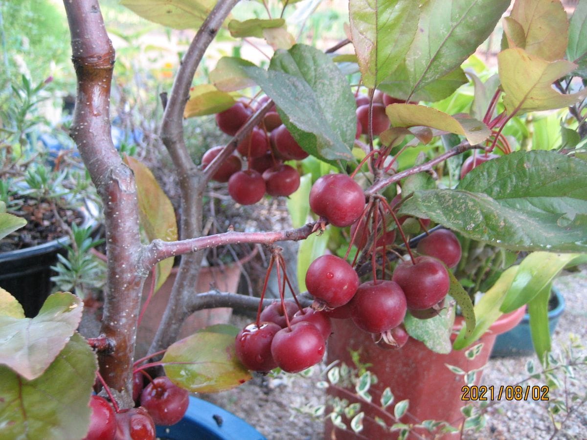 姫リンゴ  青い姫リンゴに半月遅れで咲き始める赤色姫リンゴ🍎 受粉に苦労します