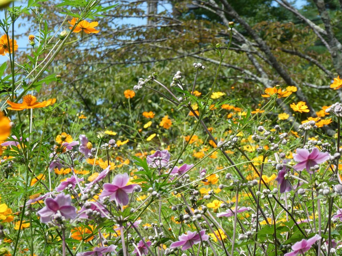信州の散歩道⑤ 黄花コスモス、シュウメイギク  高原の季節は早く、秋を感じる花たち