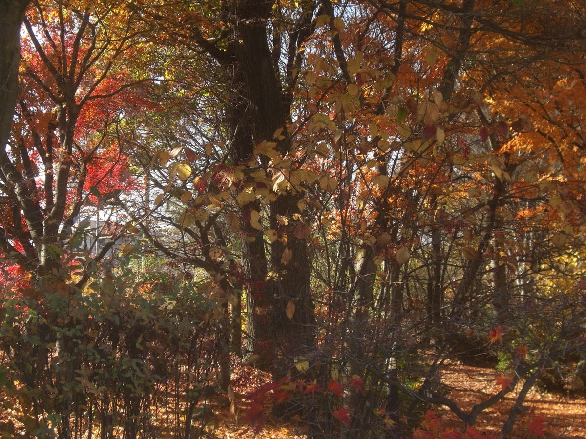 信州の散歩道③ ＜初冬編＞  紅葉の木々の間を散歩する、贅沢なひと刻