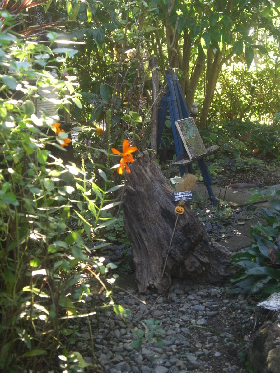 ぶらっ鎌倉 ﾊﾛｳｨﾝ⑤-3 「切り株とハロウィン」  切り株の窪みに土を入れアイビーを植栽