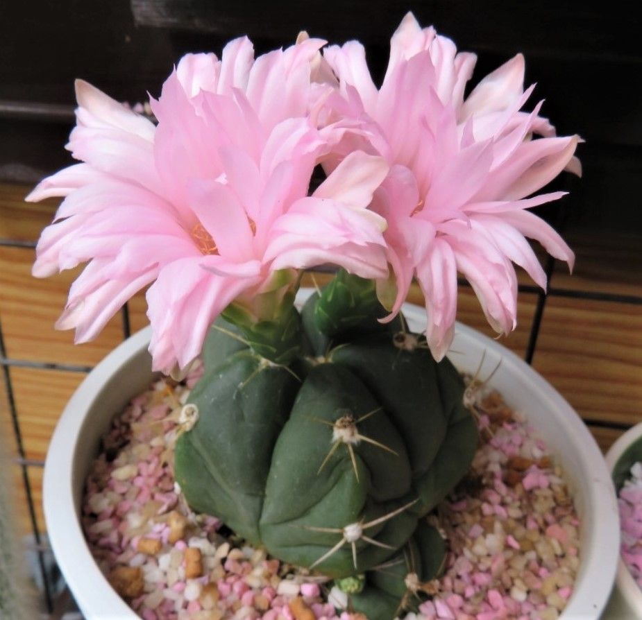 📸🌵ペンタカンサ(聖王丸)の花が、咲き続けて延べ６日目の姿...花の閉じ方を忘れて、サ