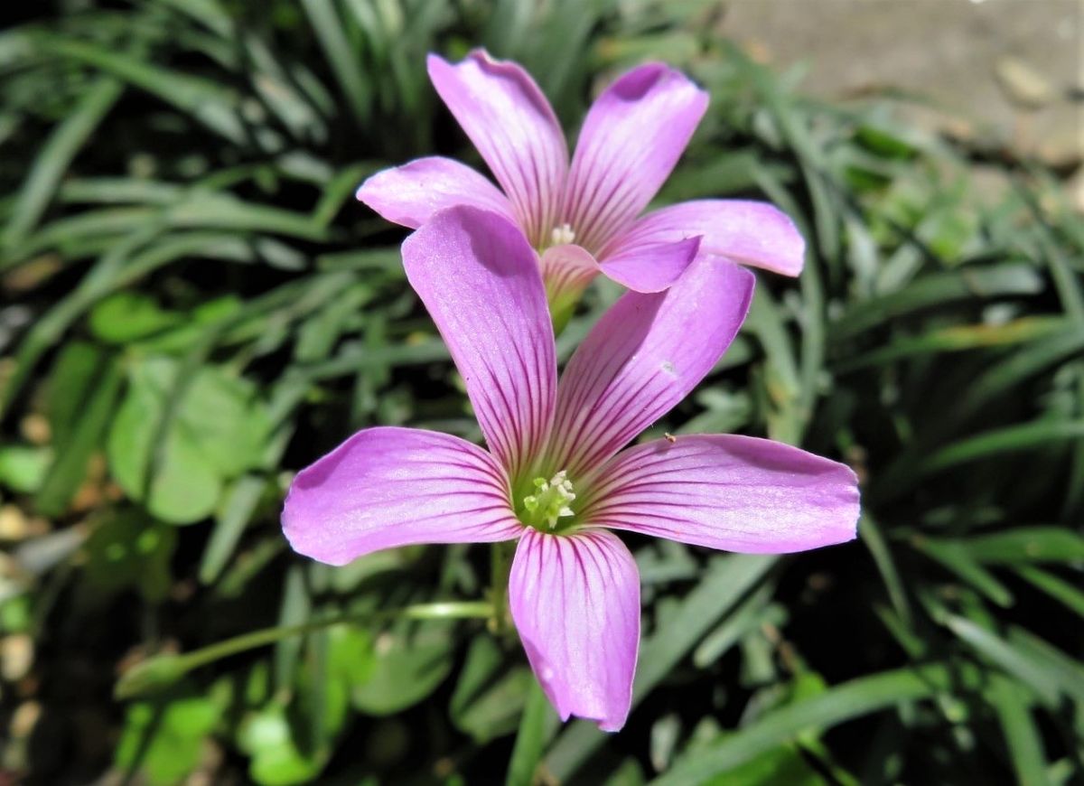 2023/04/09 🌻ムラサキカタバミ〔紫片喰〕の花は、やや紫がかったピンク色で、萼は薄い